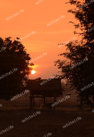 Die Landwirtschaft mit Reisfeldern im Winter bei Amnat Charoen im Isan im osten von Thailand,