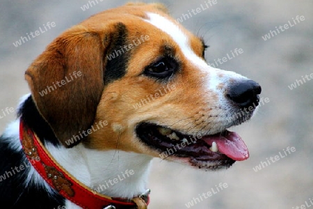 Sch?ner Beagle-Mix