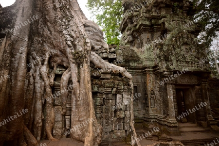 The Temple of  Ta Prohm in the Temple City of Angkor near the City of Siem Riep in the west of Cambodia.