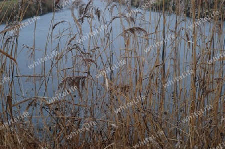 Reeds and ice