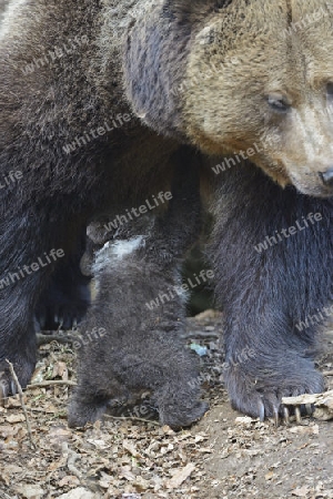 Europ?ischer Braunb?r (Ursus arctos), Muttertier s?ugt Jungtier, 3 Monate, captive, Bayern, Deutschland