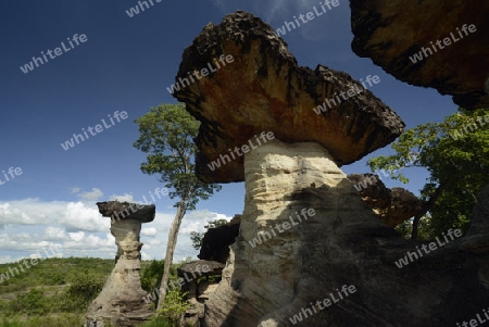 Die Landschaft und Pilzfoermigen Steinformationen im Pha Taem Nationalpark in der Umgebung von Ubon Ratchathani im nordosten von Thailand in Suedostasien.