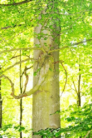 Der Rettich im Baum_Natur_ia