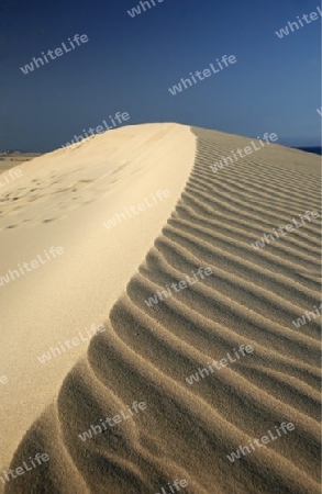 the Sanddunes of Corralejo in the north of the Island Fuerteventura on the Canary island of Spain in the Atlantic Ocean.