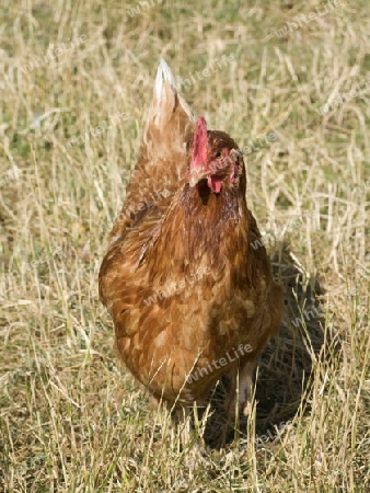 Freilaufendes Huhn im Gehege