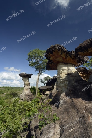 Die Landschaft und Pilzfoermigen Steinformationen im Pha Taem Nationalpark in der Umgebung von Ubon Ratchathani im nordosten von Thailand in Suedostasien.