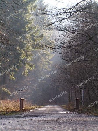 weg im Wald