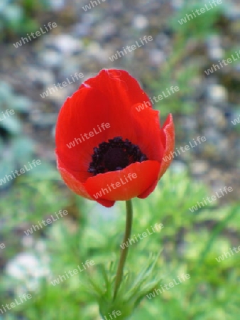 Klatschmohn