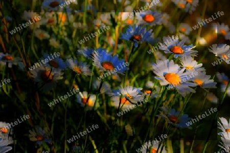 Blumenwiese