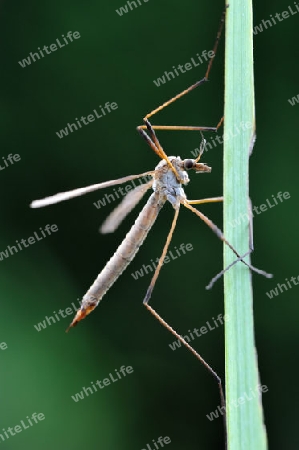  Tipula maxima