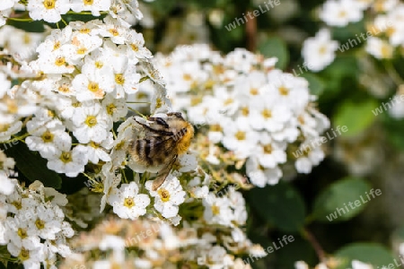 Hummel