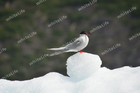 Seeschwalbe auf dem Schneeball