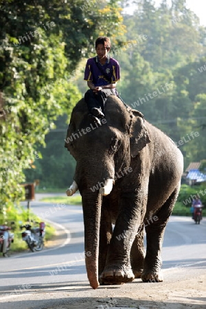 Ein Elefant bei Chiang Mai im Norden von Thailand. 