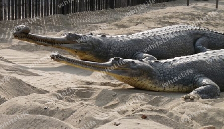 Gaviale (Ghariale) im Chitwan Nationalpark, Nepal