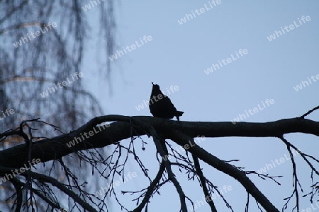 Vogel auf Baum