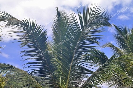 Beautiful palm trees at the beach on the tropical paradise islands Seychelles