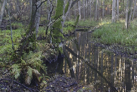 Fl?sschen Briese im Herbst im Landschaftsschutzgebiet Briesetal bei Berlin, Brandenburg, Deutschland, Europa