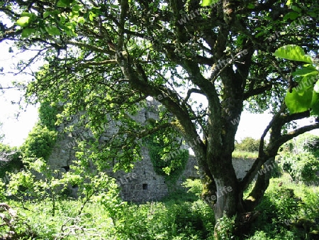 baumruine