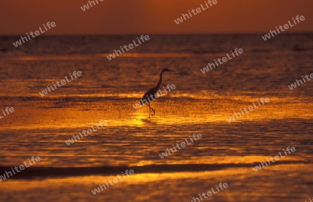 
Der Strand im Abendlicht auf der Insel Helengeli im Northmale  Atoll auf den Inseln der Malediven im Indischen Ozean.   