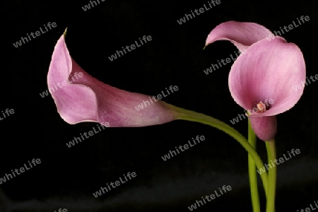 Pink Calla Lillies