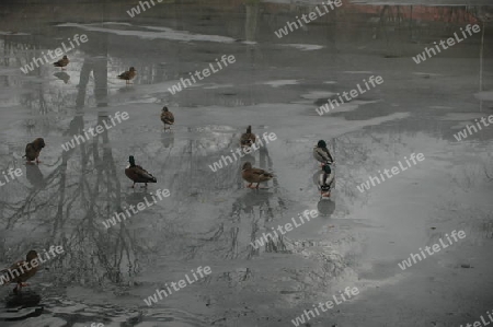 Enten am Teich