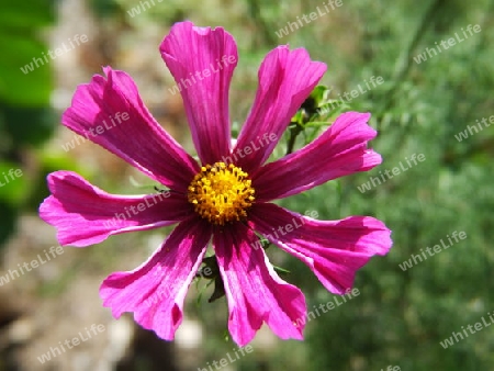 Cosmea Makro