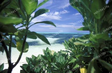 
Der Traumstrand mit Palmen und weissem Sand an der Insel Velavaru im Southmale Atoll auf den Inseln der Malediven im Indischen Ozean.   