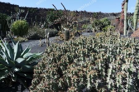 Kaktusgarten auf Lanzarote