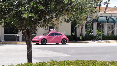 Pink Beetle