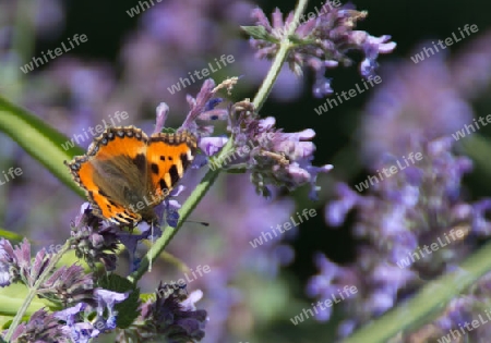 Schmetterling auf Lavendel