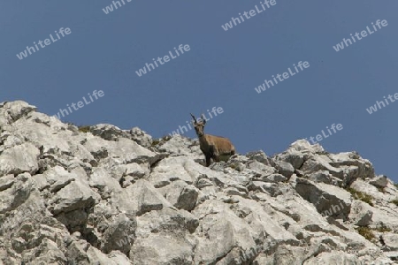 Steinbock