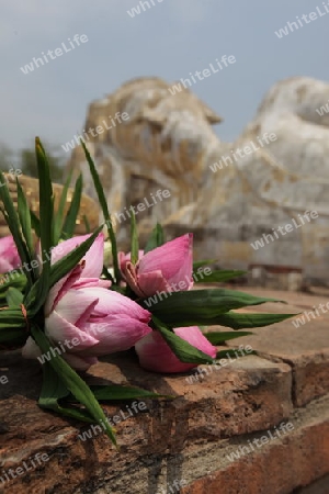 Der Liegende Buddha im Wat Lokaya Sutha Tempel in der Tempelstadt Ayutthaya noerdlich von Bangkok in Thailand.