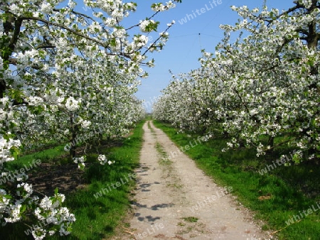 Altes Land. Kirschblüte im Frühling