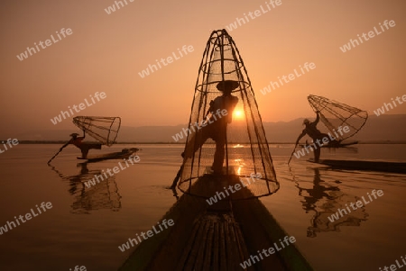 Fishermen at sunrise in the Landscape on the Inle Lake in the Shan State in the east of Myanmar in Southeastasia.