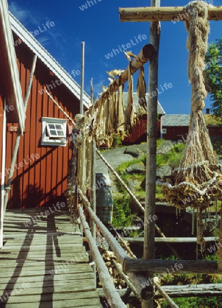 Reine i Lofoten