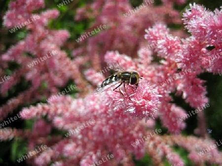 Insekt auf Blume