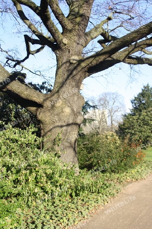 Alte Bäume auf der Insel