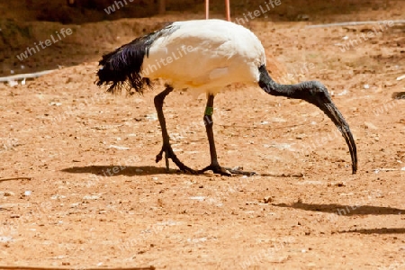 Der Heilige Ibis (Threskiornis aethiopicus)