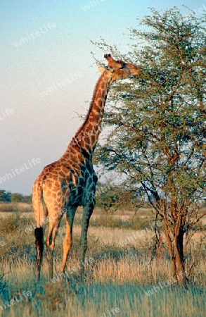 Giraffe