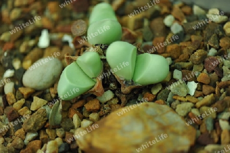 Lebender Stein - Lithops