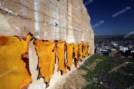 The fresh Leather gets dry on the sun near Leather production in front of the Citywall in the old City in the historical Town of Fes in Morocco in north Africa.