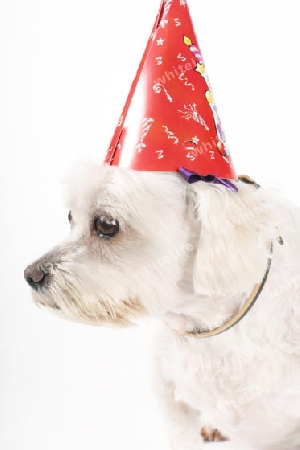 Stock Photo - Maltese Terrier Dog with a Party Hat