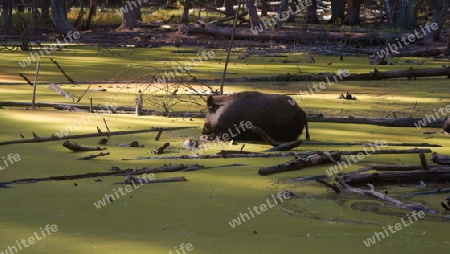 Wildschwein