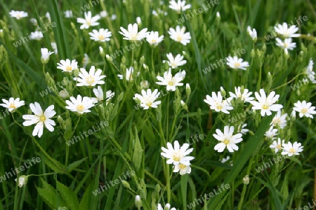 Wiesenmire - Stellaria hollostea