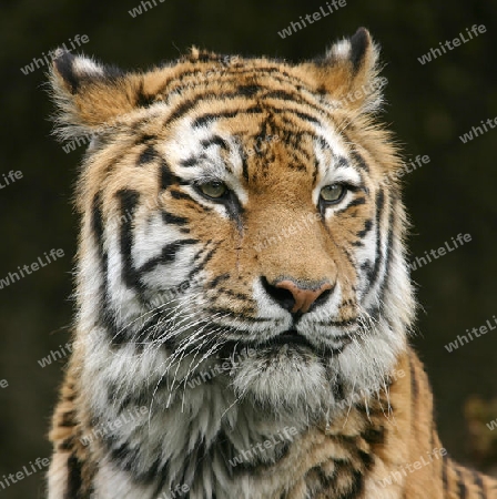 Tigerportrait