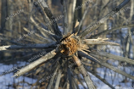 Niedergang der Baum