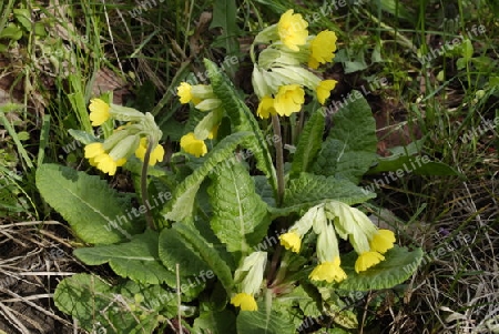 Cowslip