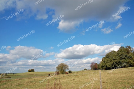 Wolken und Pferde