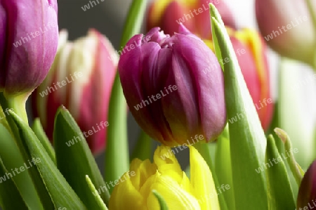 tulpen2