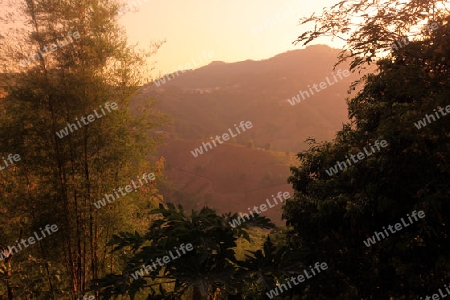 Die Landschaft mit Tee Plantagen beim Bergdorf Mae Salong in der Huegellandschaft noerdlich von Chiang Rai in der Provinz Chiang Rai im Norden von Thailand in Suedostasien.